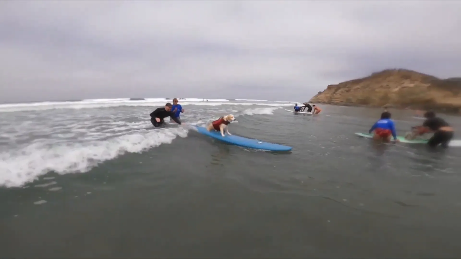 Clancy getting ready for the Surf Dog event