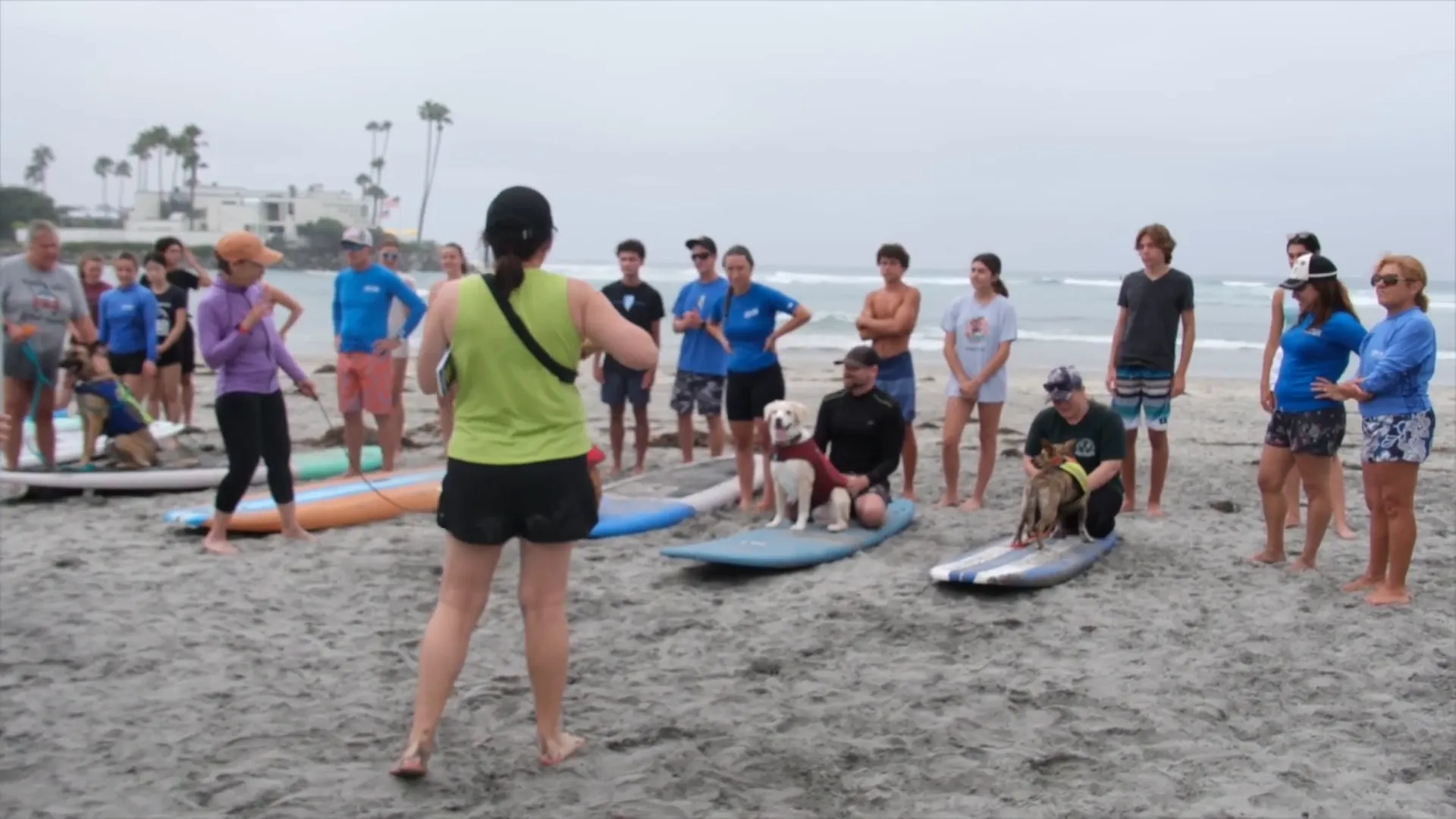 Clancy surfing with his owner cheering him on