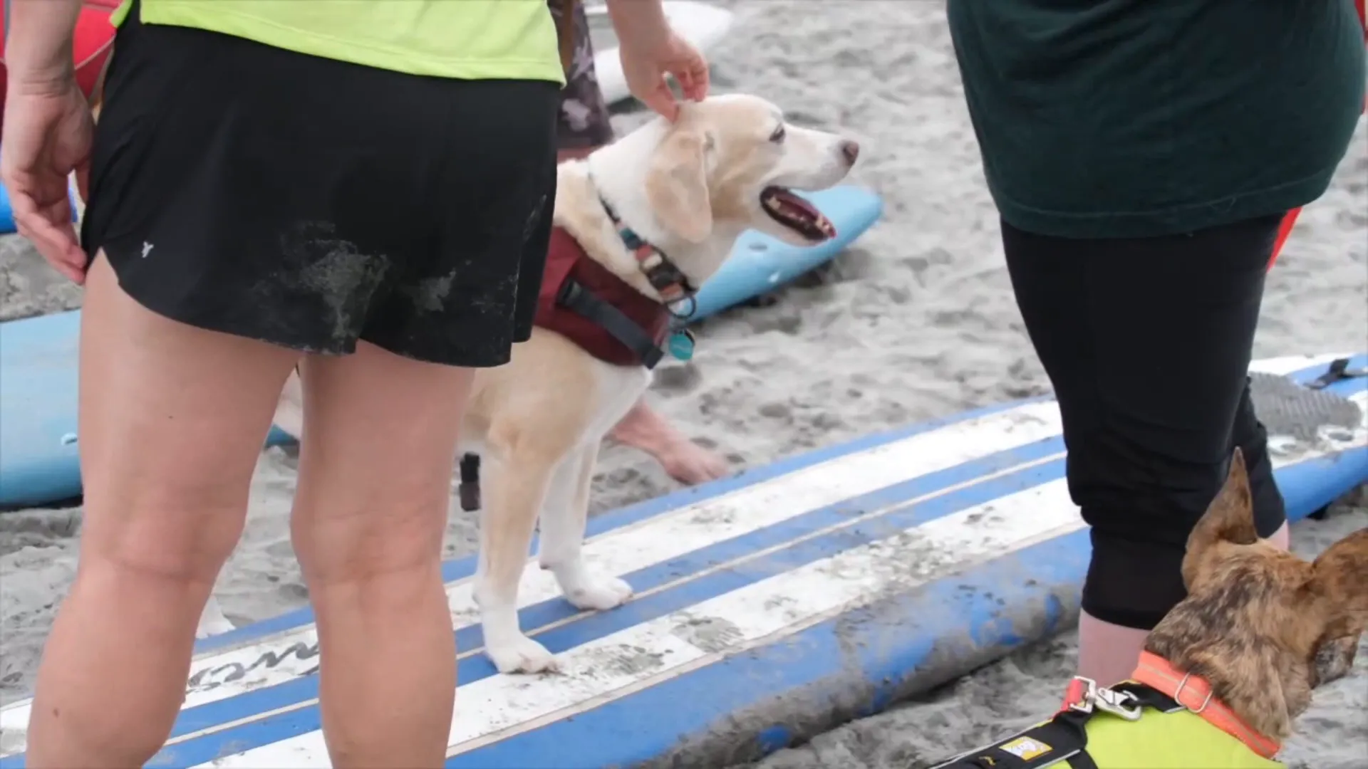 Clancy enjoying the water