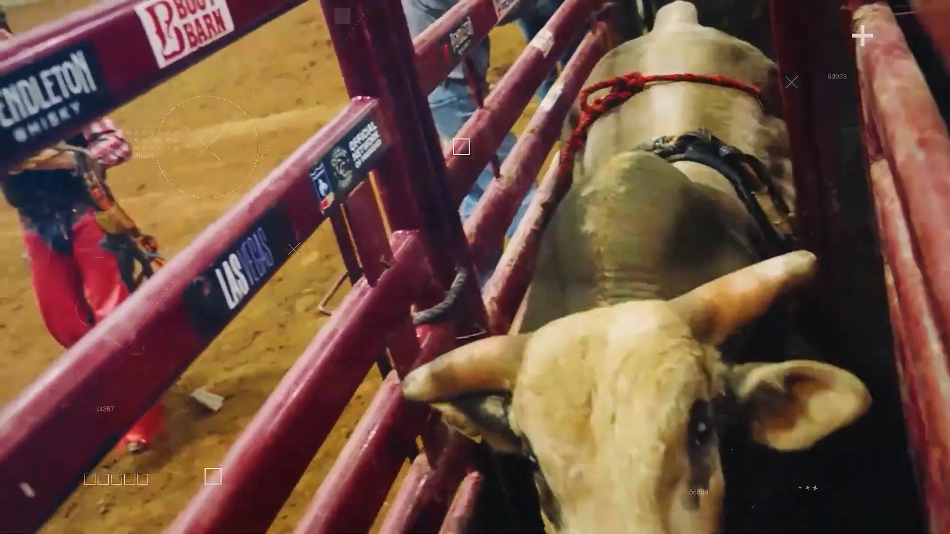 Bull bucking at the Franklin Rodeo