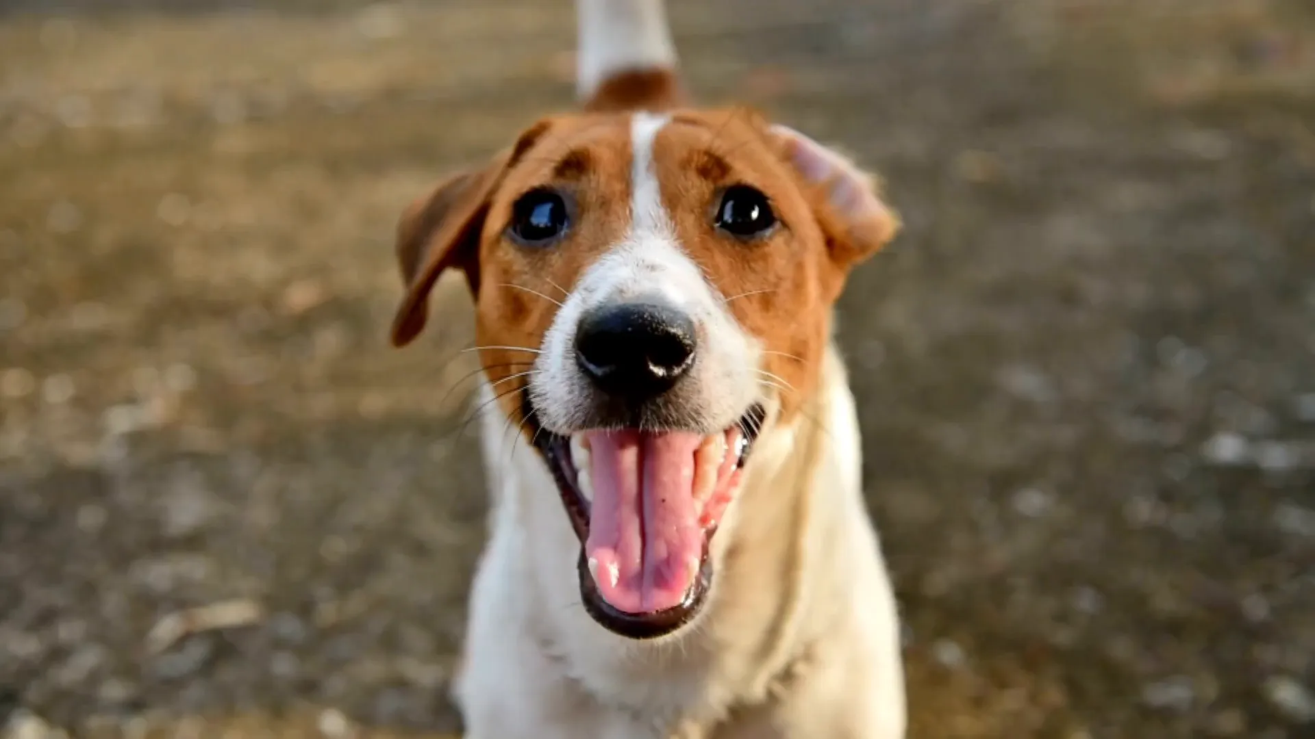 Dog-Friendly Areas in Nashville