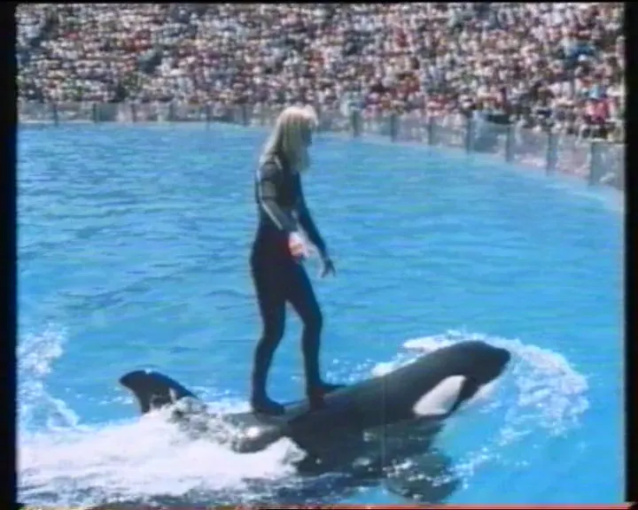 Tränare och späckhuggare i SeaWorld