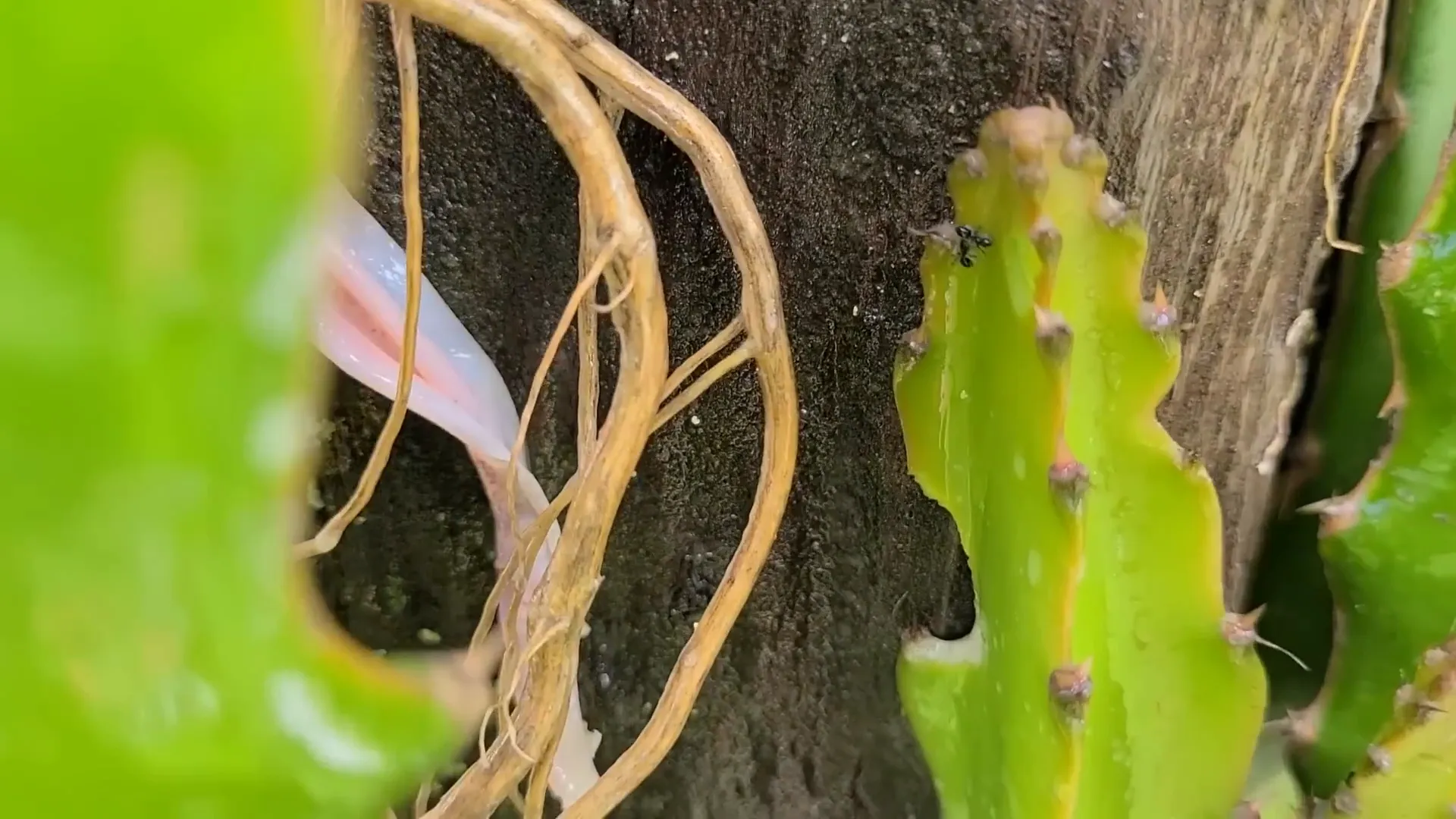 Spraying black ants on dragon fruit plant