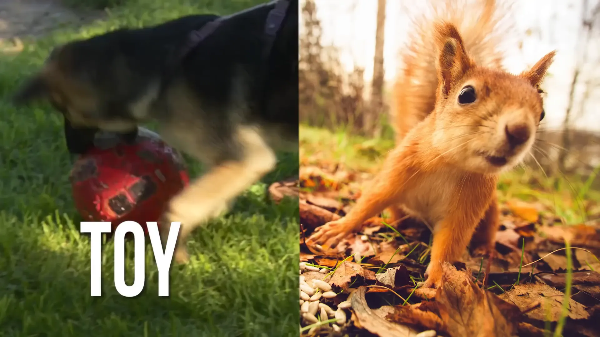 Dog excitedly spotting a squirrel during a walk