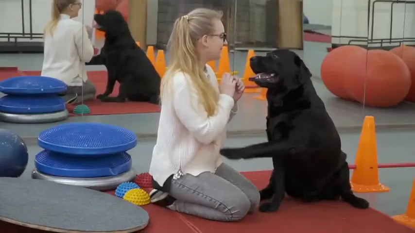 Dog learning to give paw