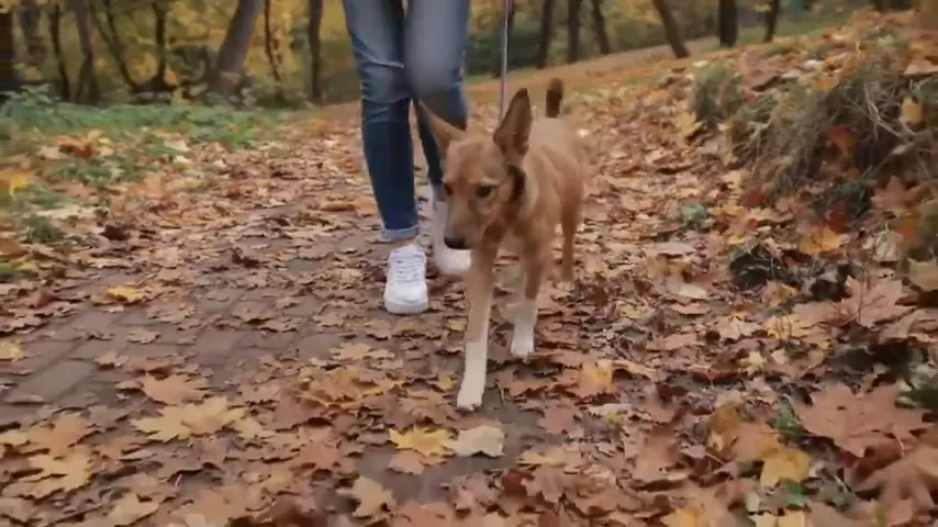 Dog learning the with me command