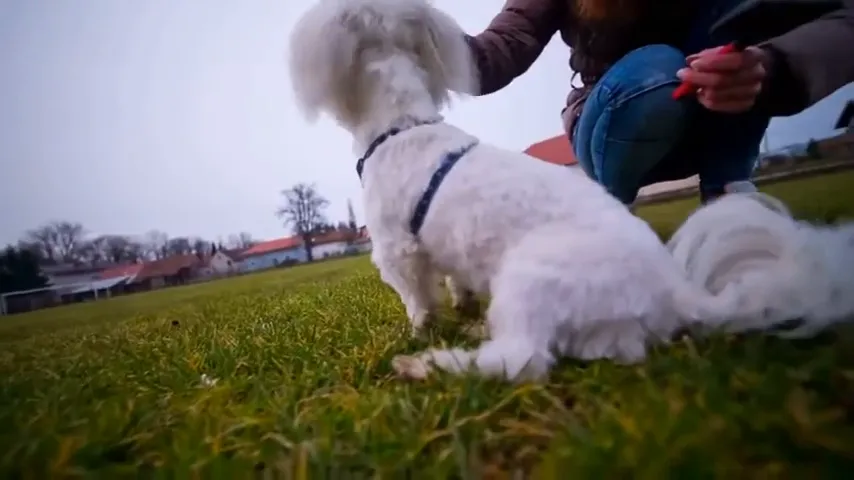 Dog learning the stand command