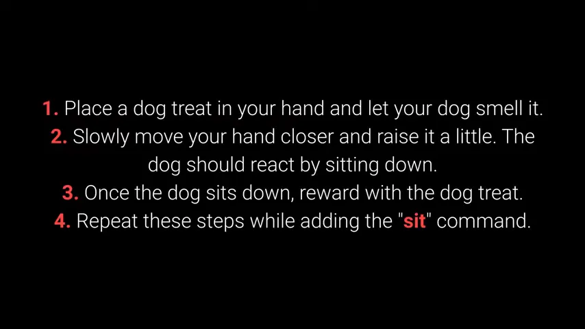 Dog learning the sit command