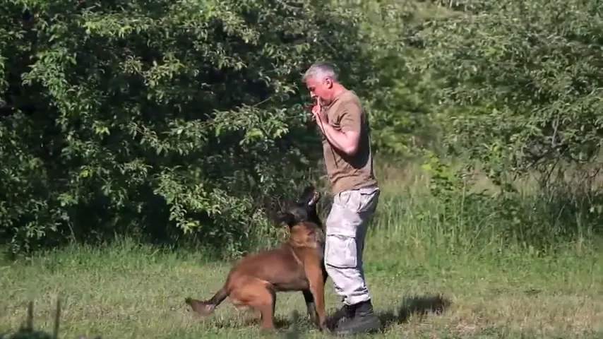 Dog learning the stay command