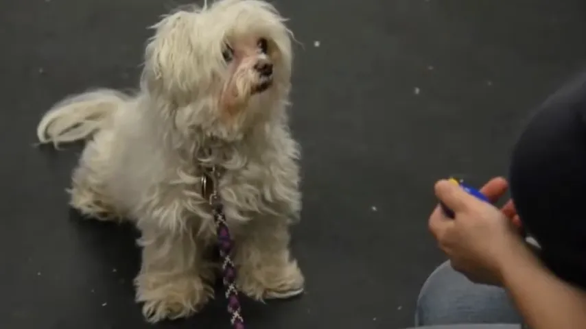 Dog learning the speak and quiet commands