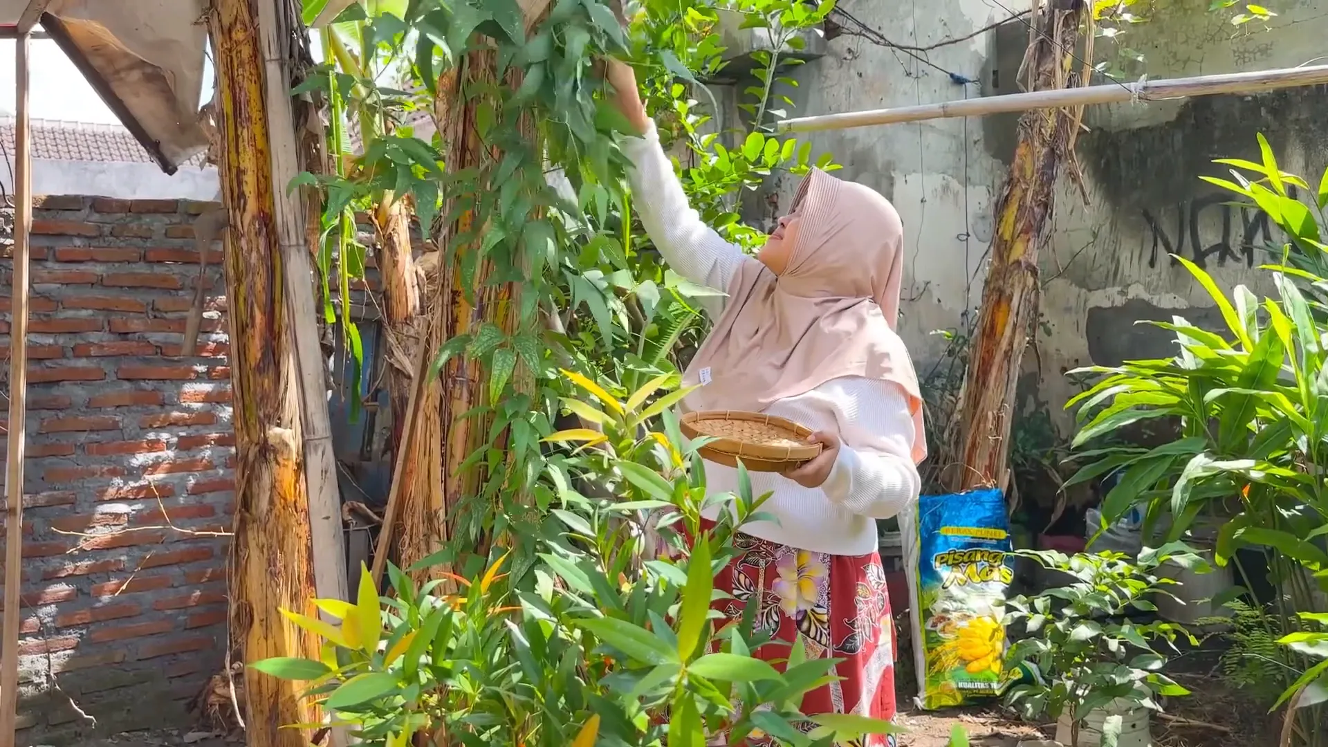 Suasana gubug di pedesaan dengan background alam hijau