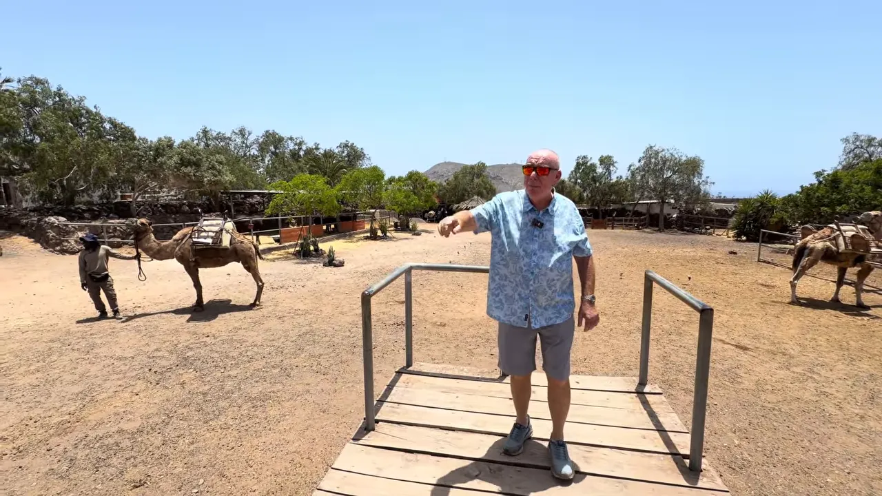 Raised boarding platform with camels lined up beside it in the riding area