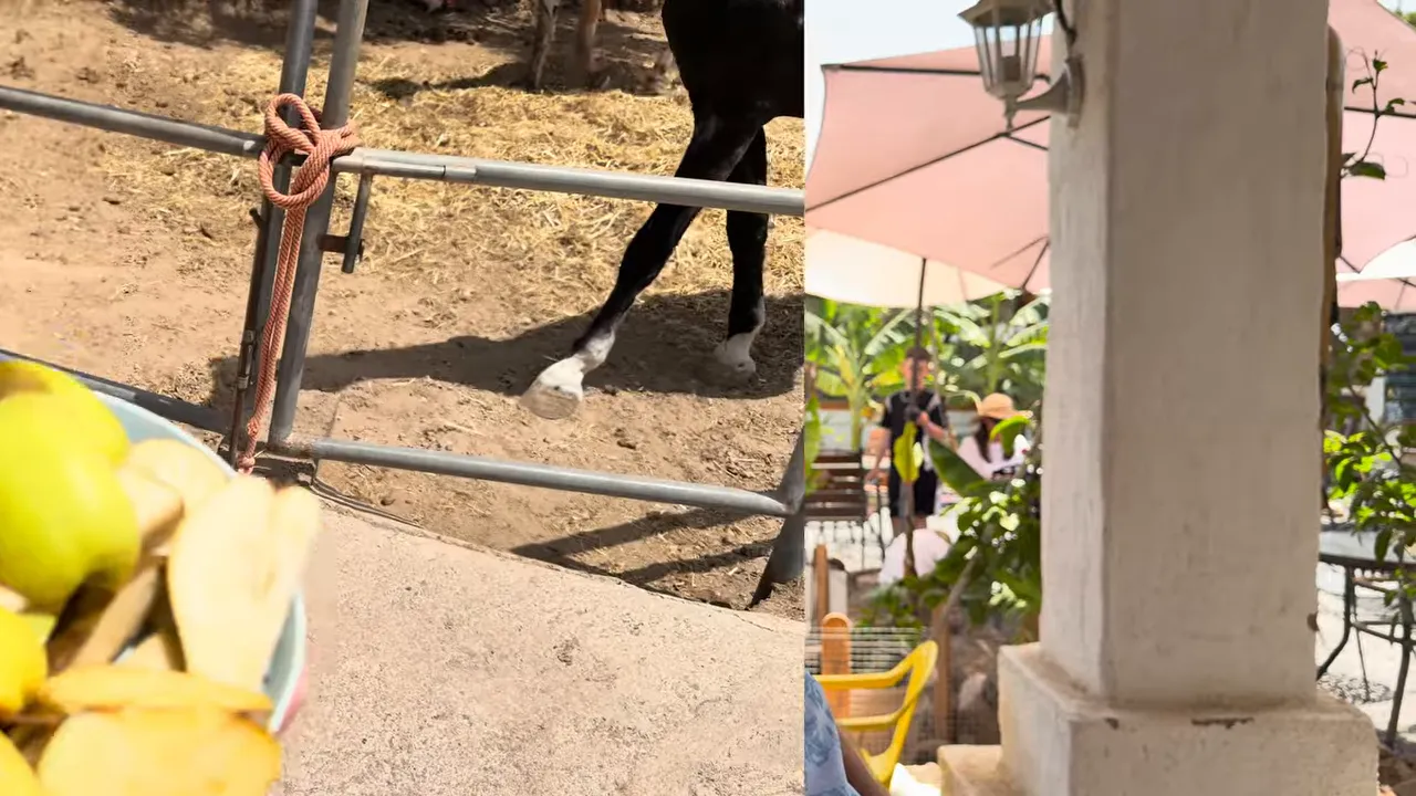 Bowl of fruit held out beside a donkey reaching over the fence to feed