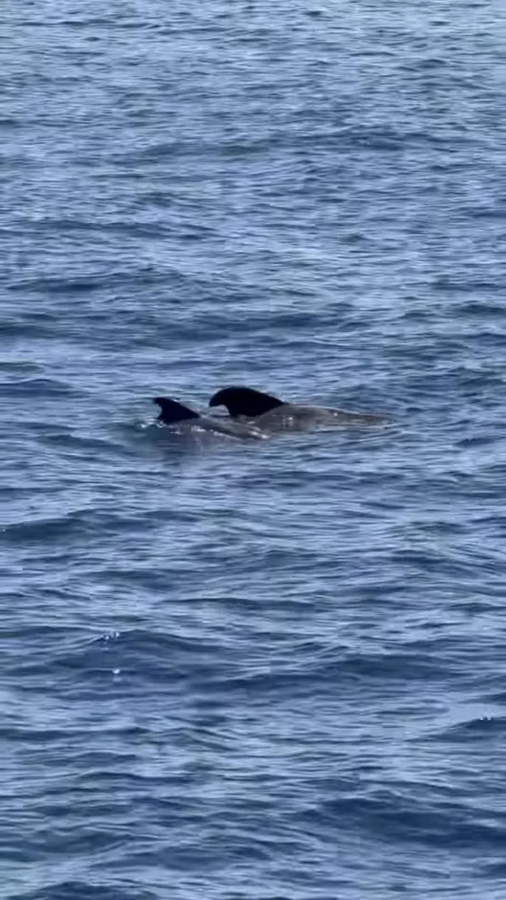 Wieloryby wynurzające się na powierzchnię spokojnych, błękitnych wód oceanu