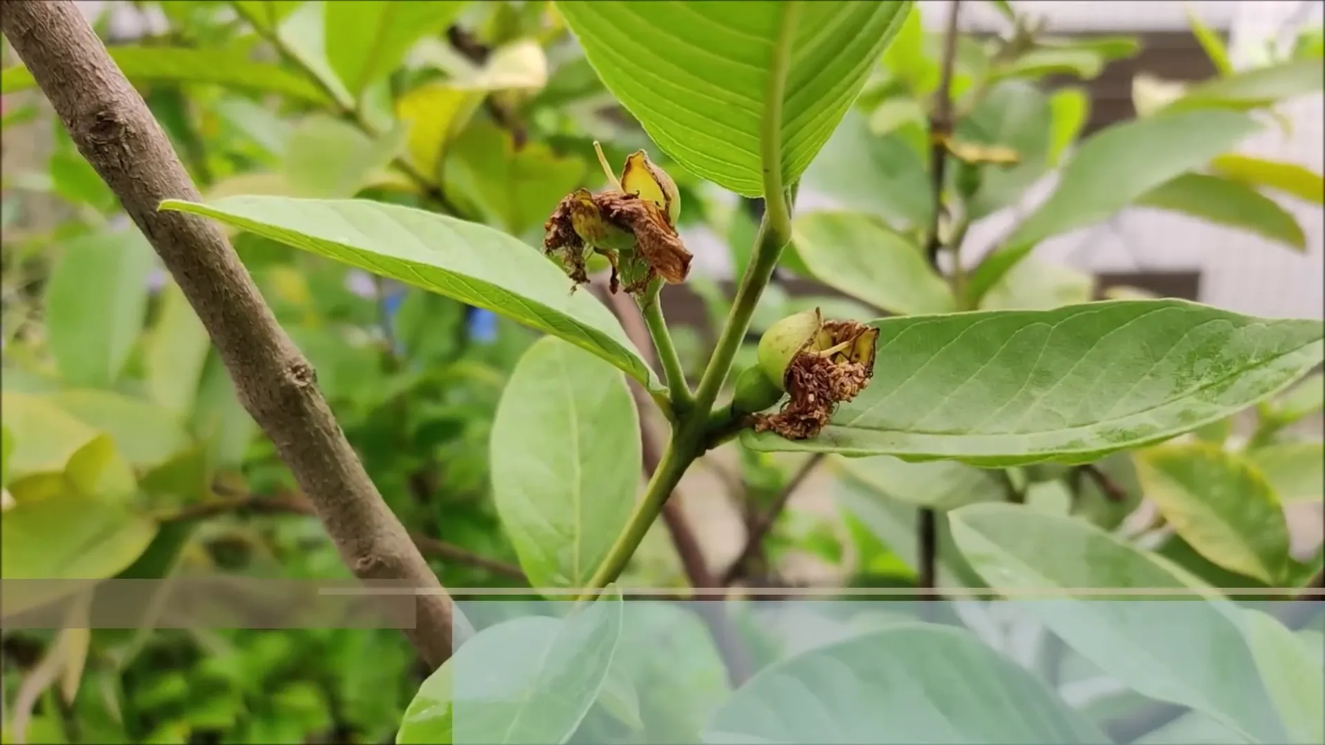 Fruit formation in guava