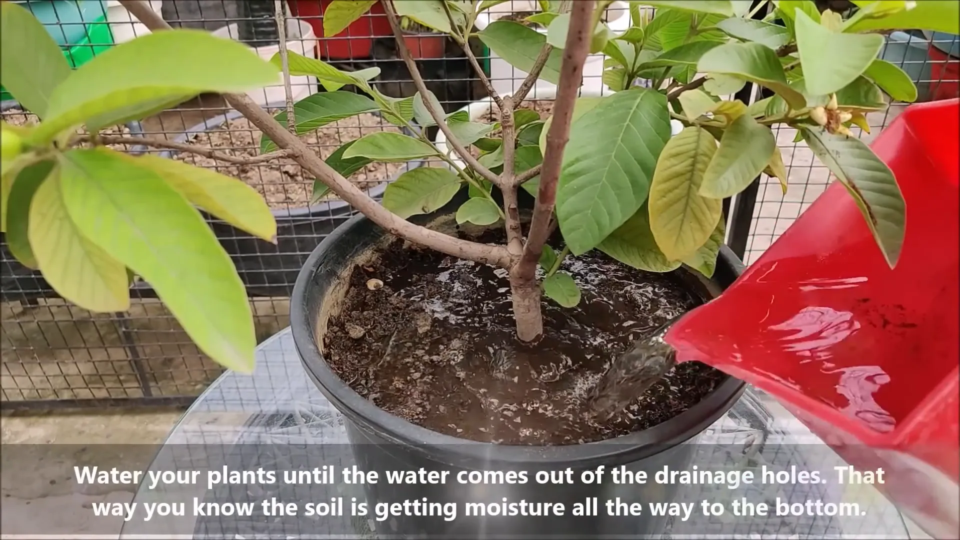 Watering guidelines for guava