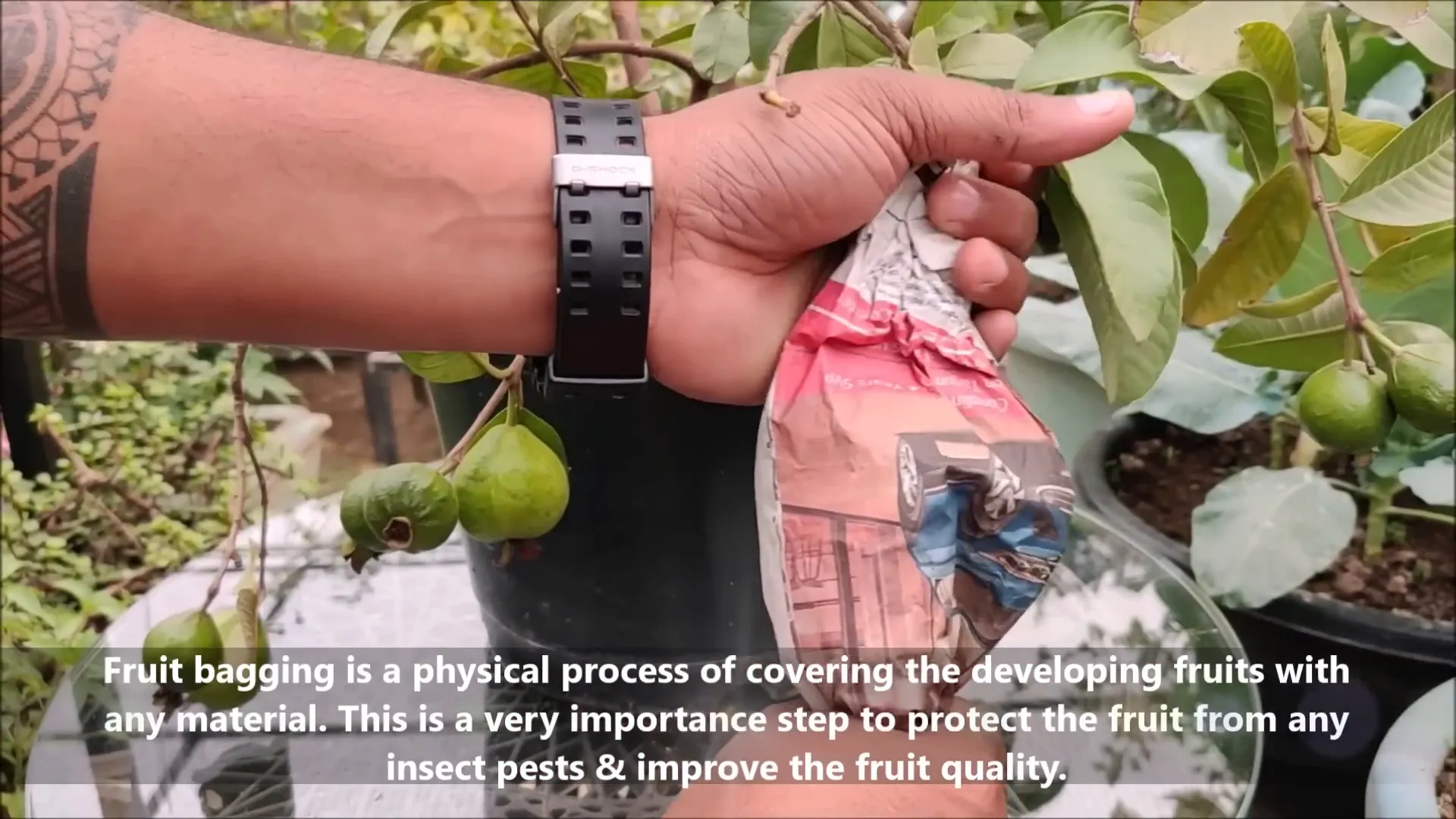 Bagging guava fruits for protection