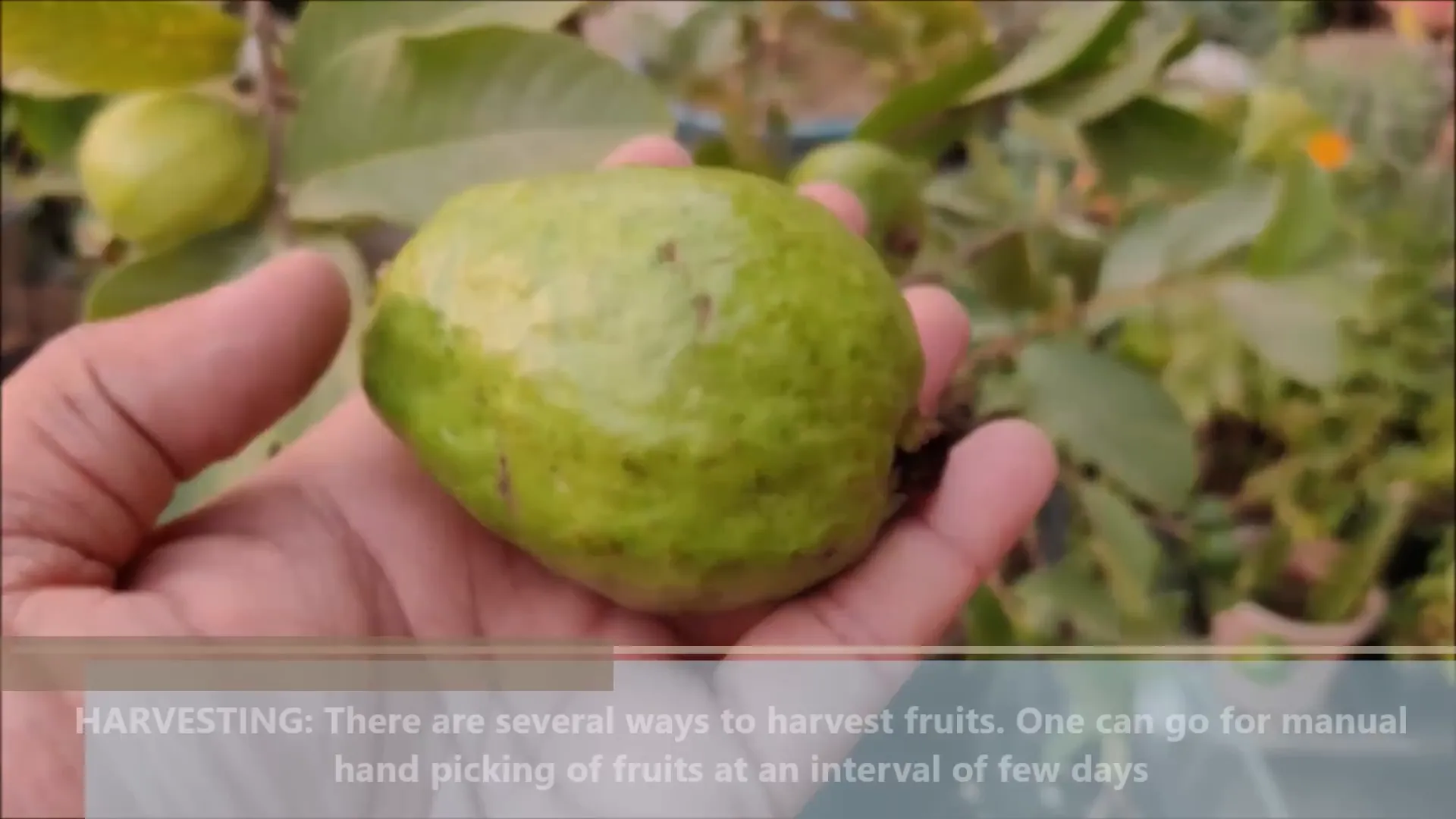 First guava harvest expectations