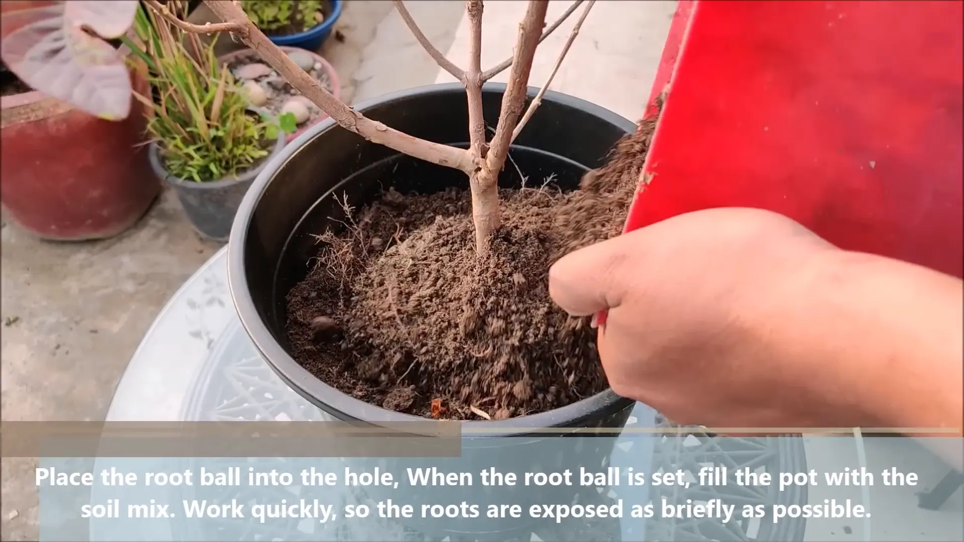 Repotting guava plants