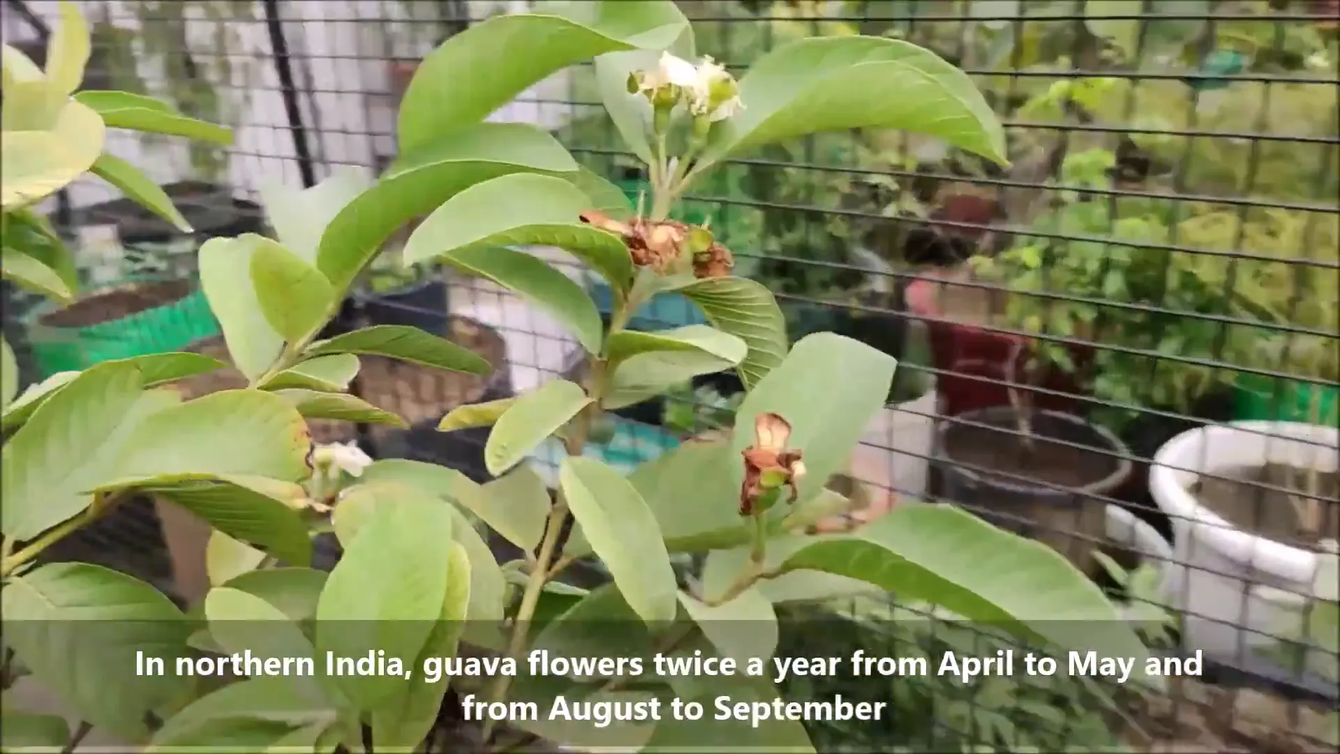 Understanding the guava fruiting season