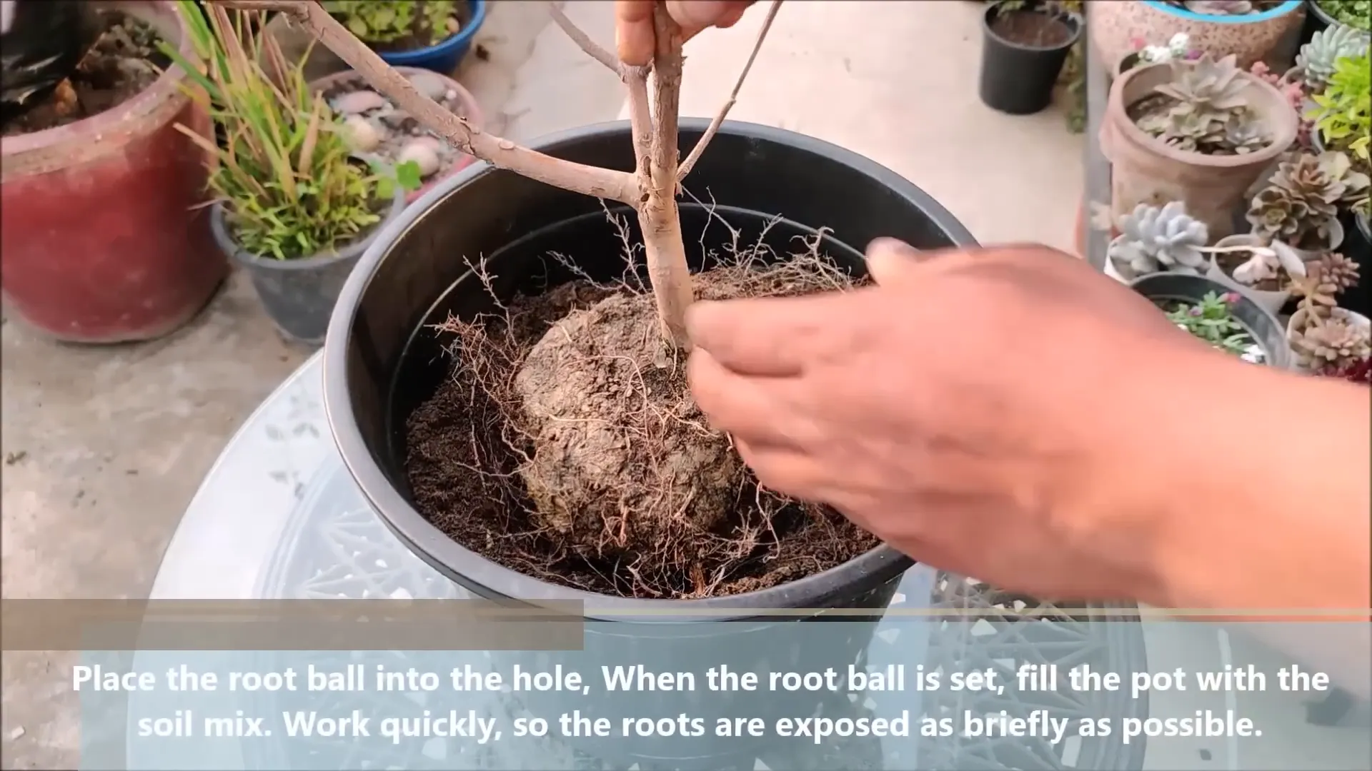 Planting guava in a pot