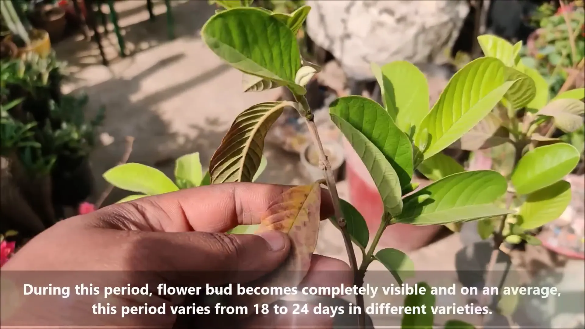 Bud formation in guava