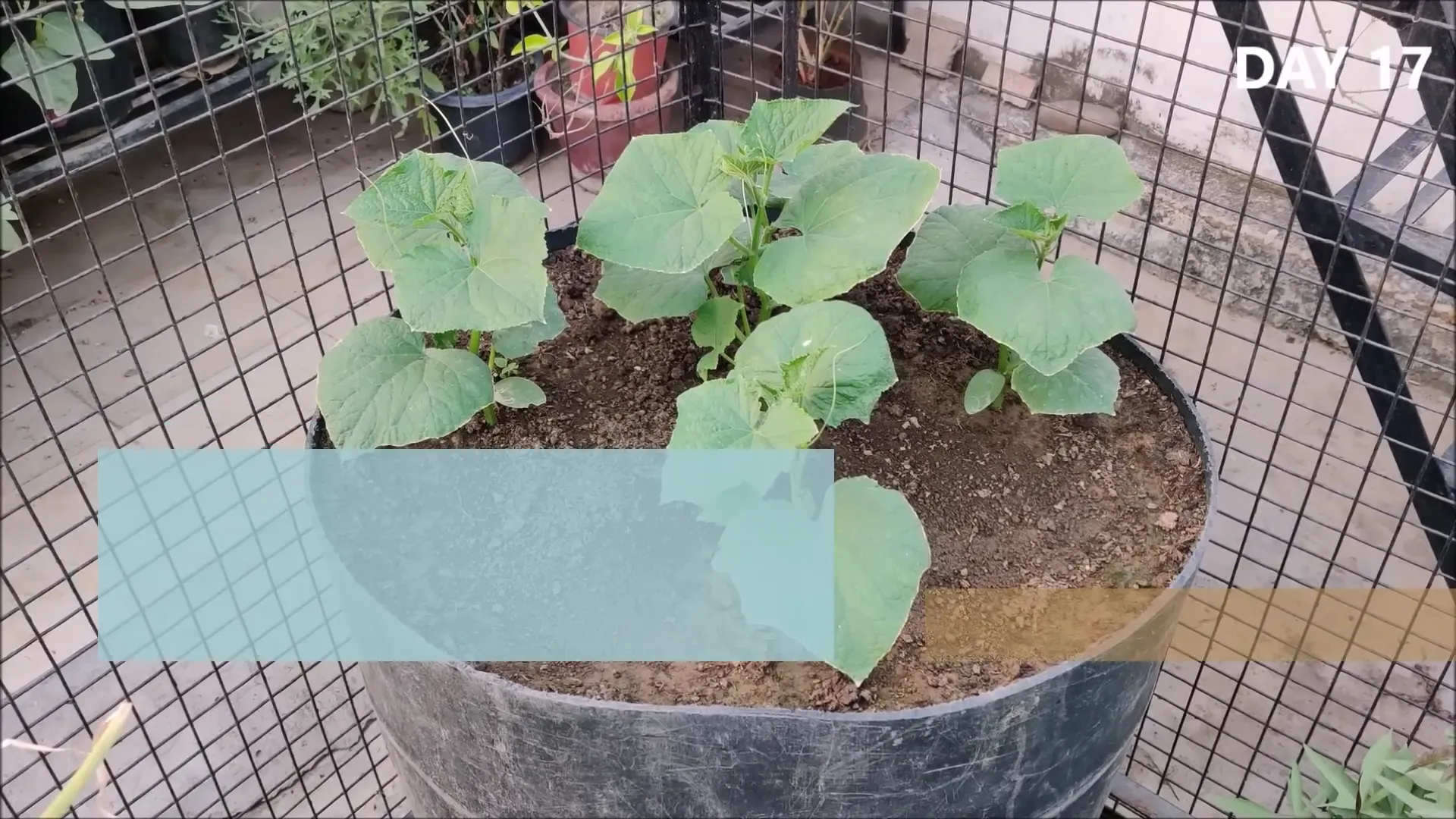 Cucumber seedlings growing with cotyledon leaves