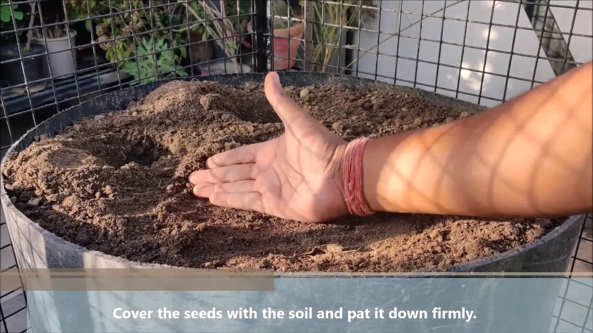 Planting cucumber seeds in soil