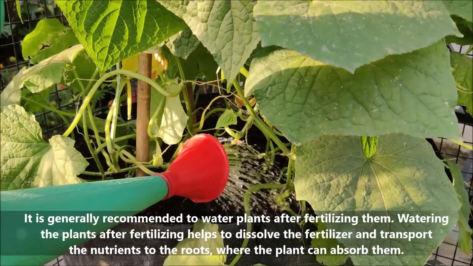 Fertilizing cucumber plants for better growth