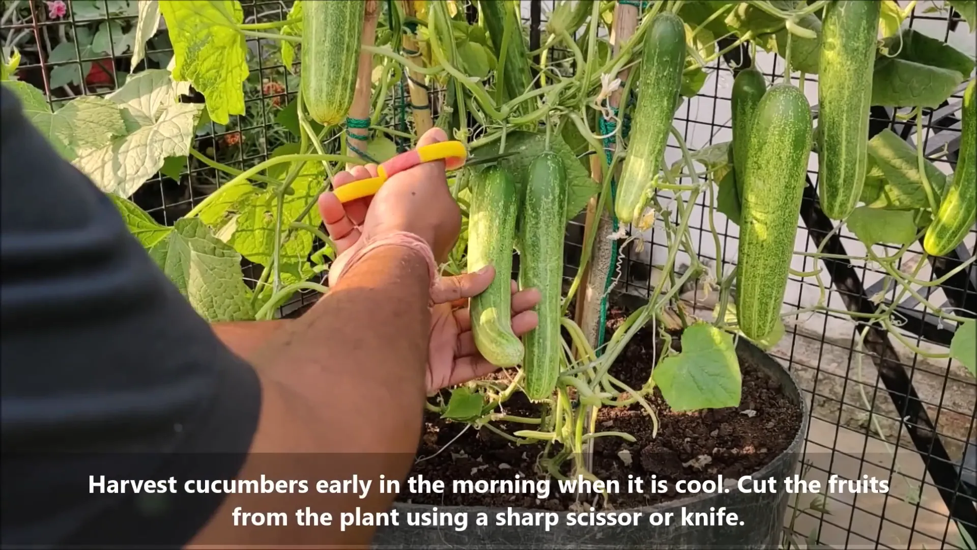 Harvesting ripe cucumbers in the morning