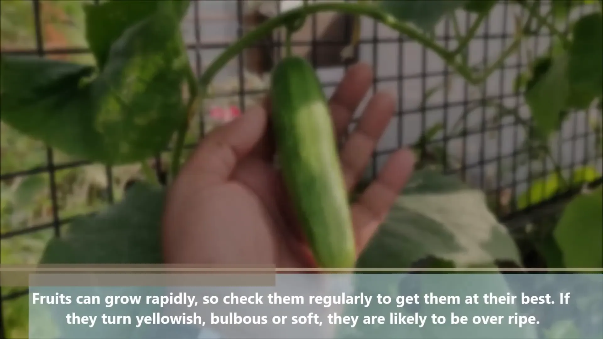 Cucumber plants with ripe fruits ready for harvest
