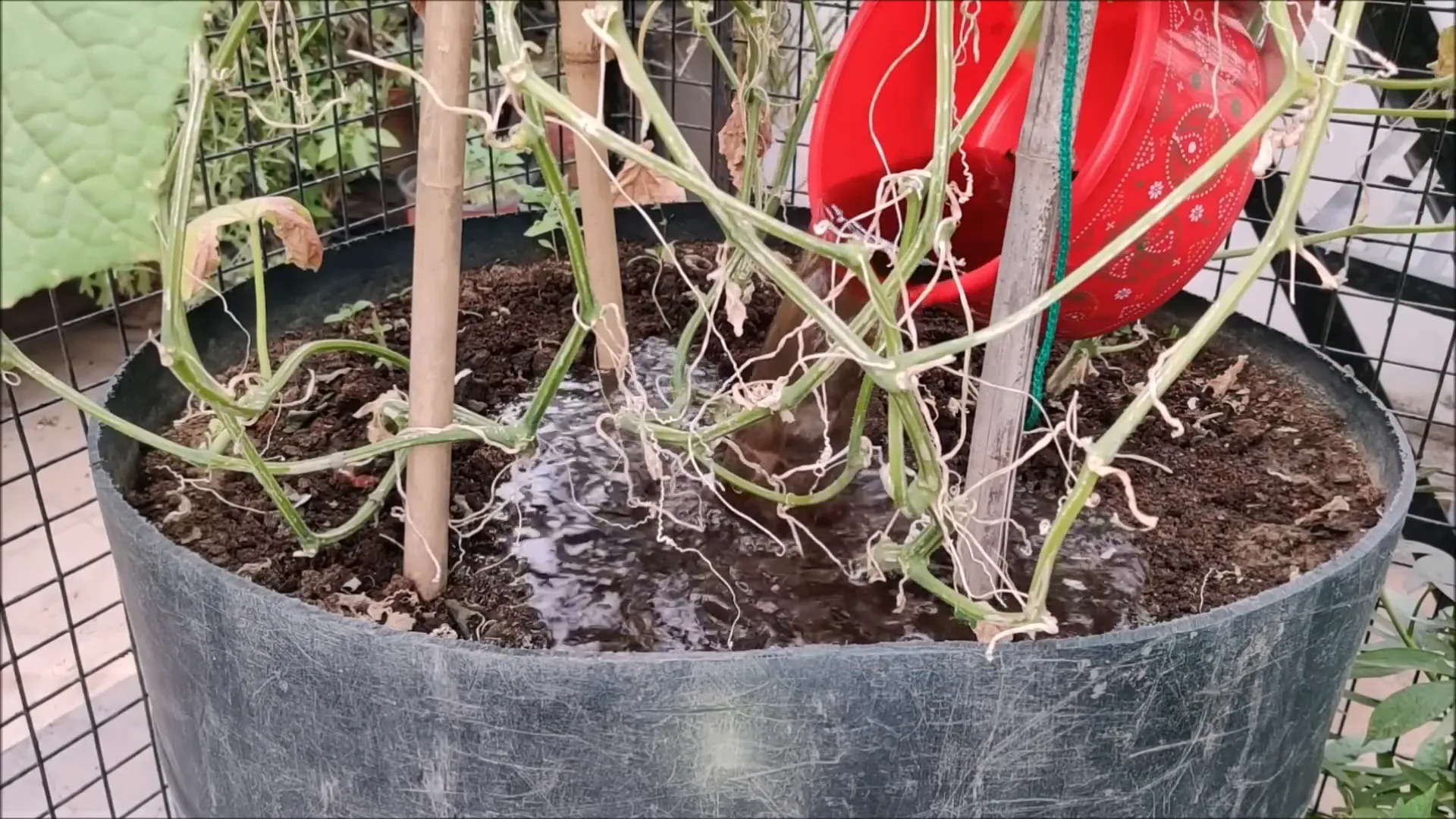 Organic fertilizer being applied to cucumber plants