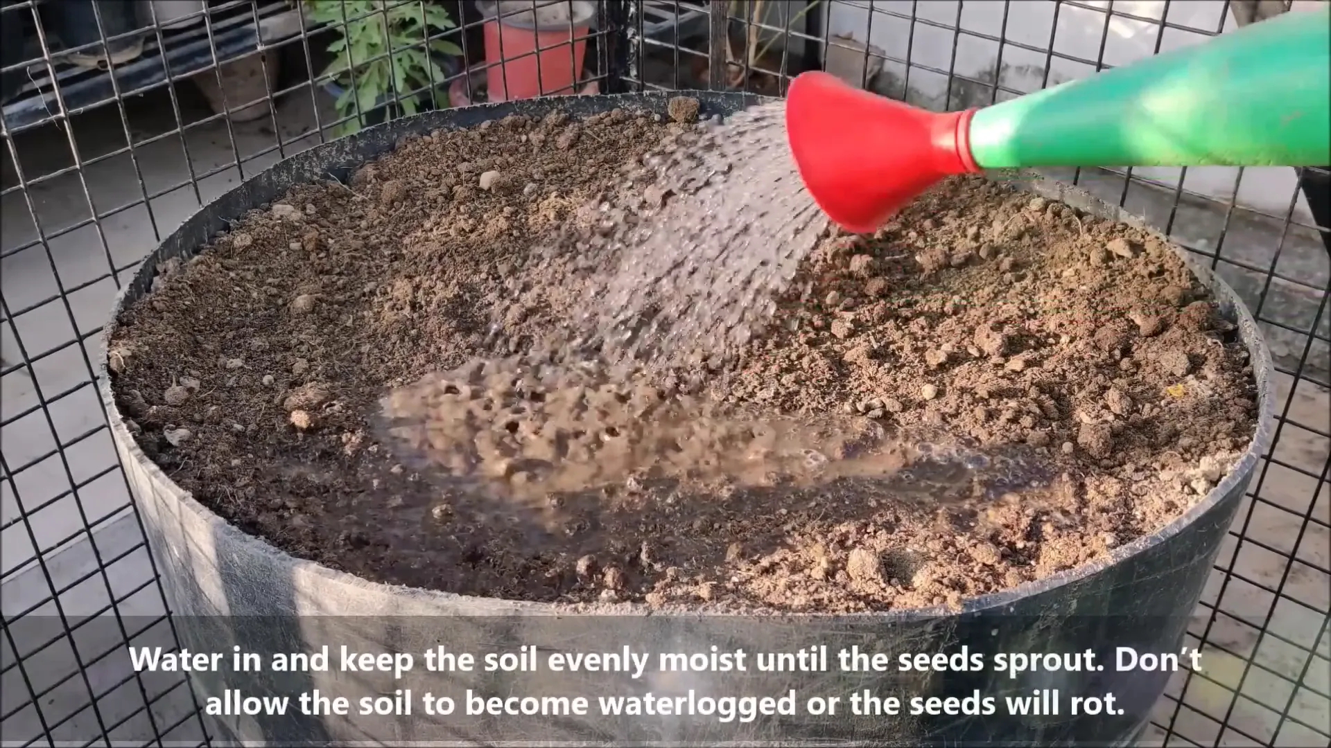 Watering cucumber seeds for germination
