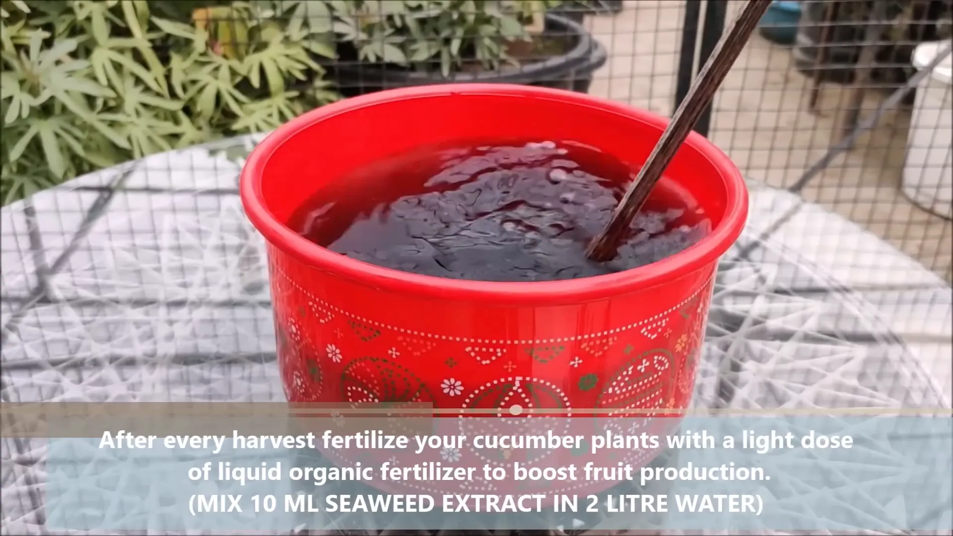 Applying fertilizer after cucumber harvest