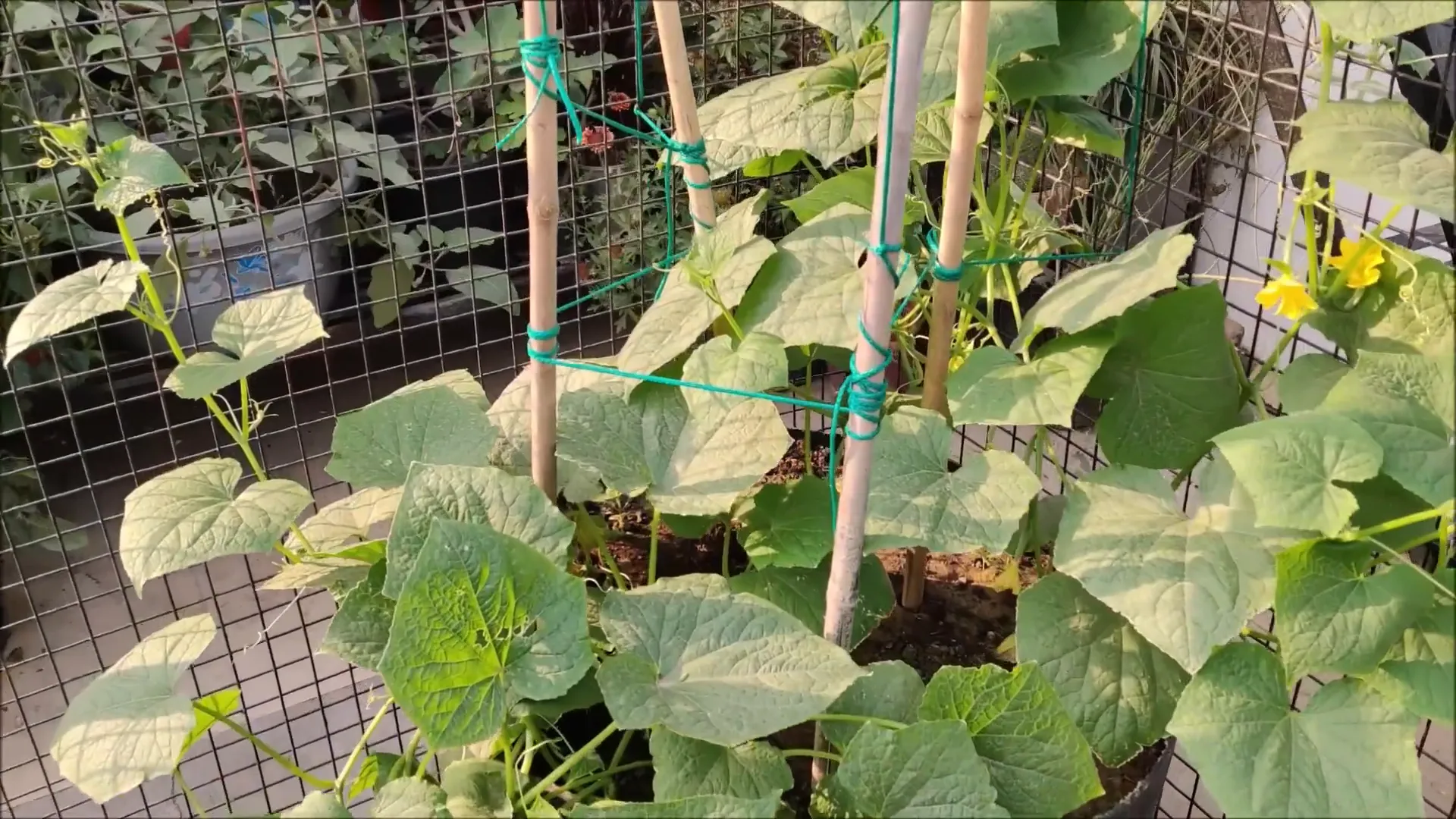 Cucumber vines growing on a trellis