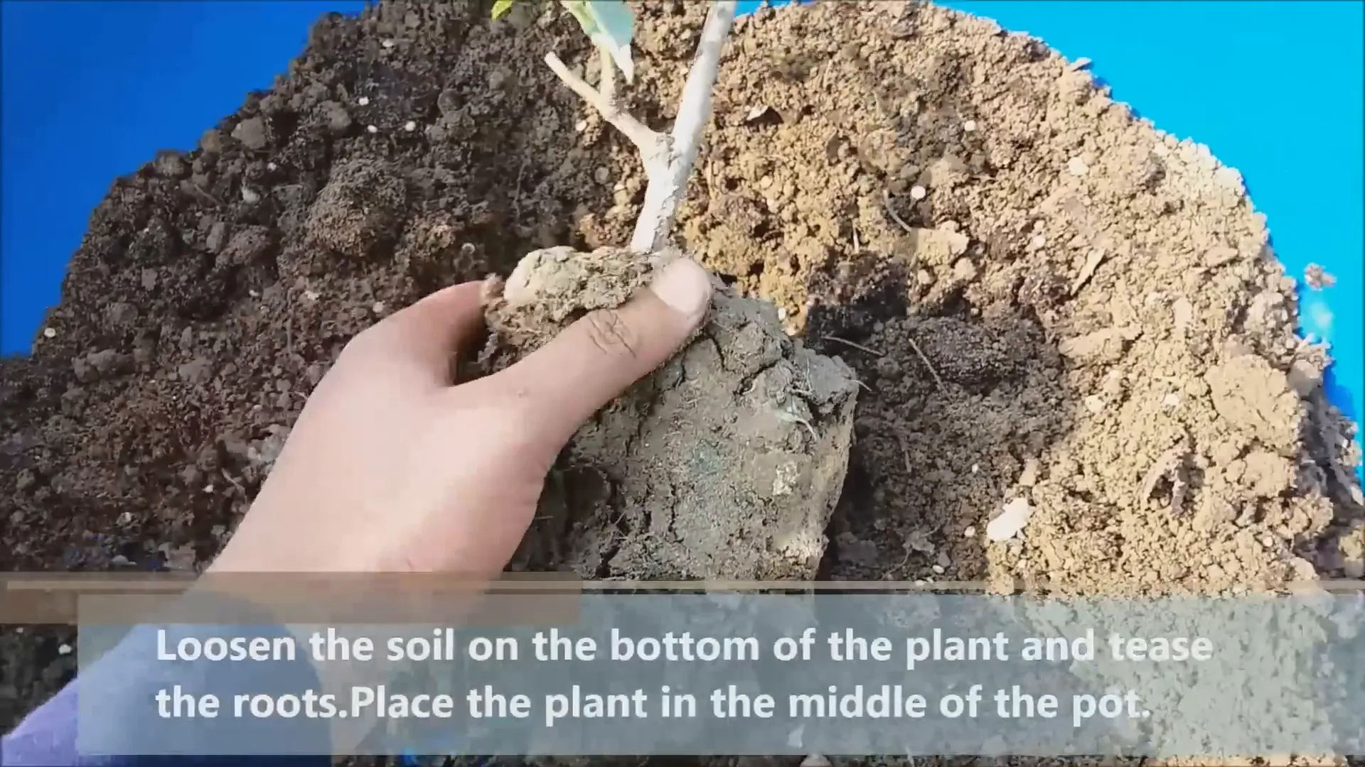 Transplanting your rose into a new pot