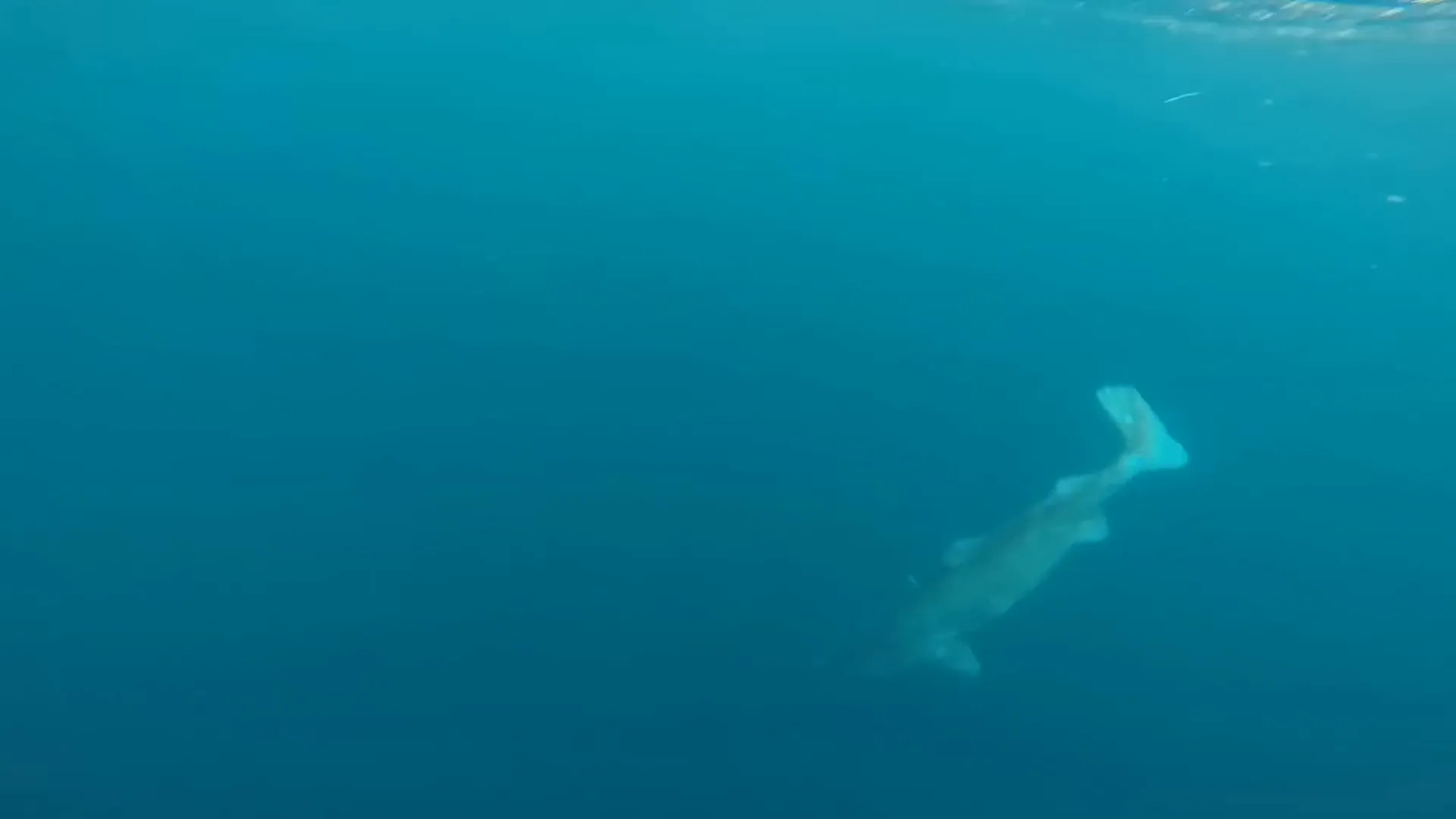 Greenland shark swimming gracefully in deep waters