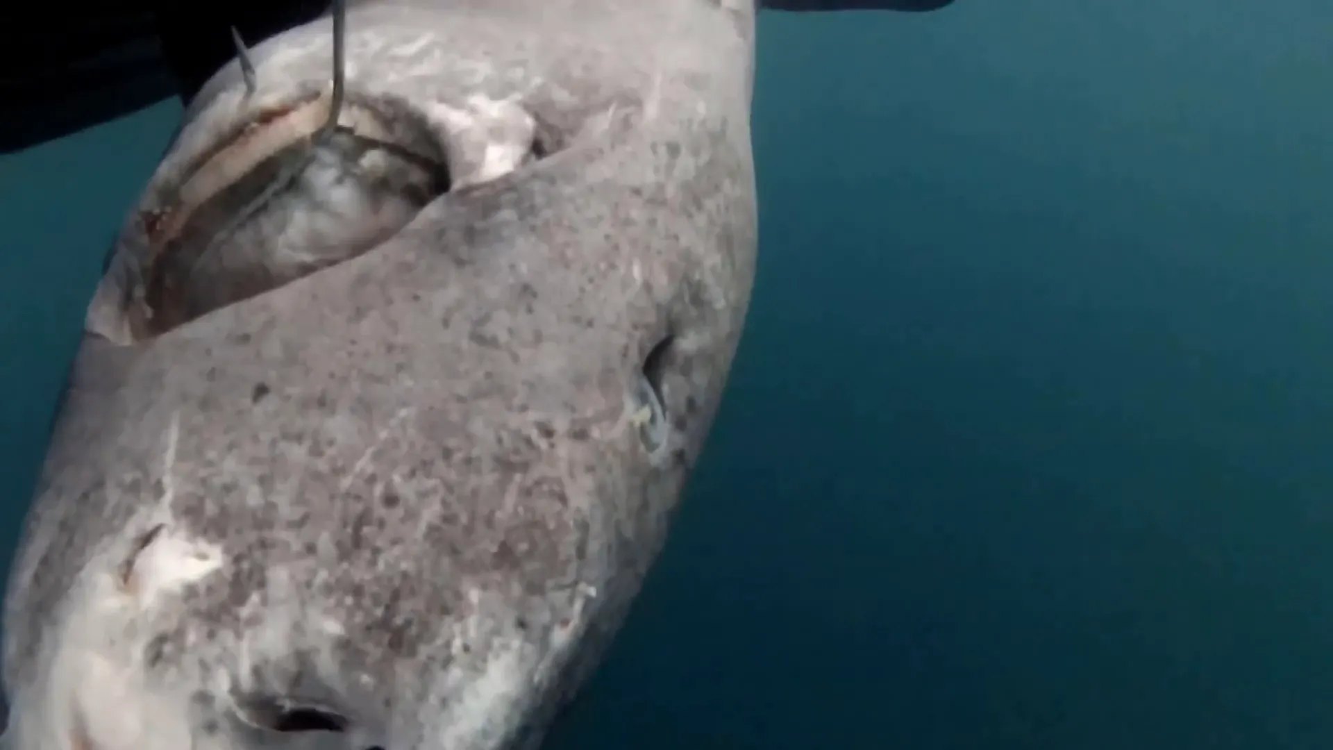 Diagram of Greenland shark eye structure