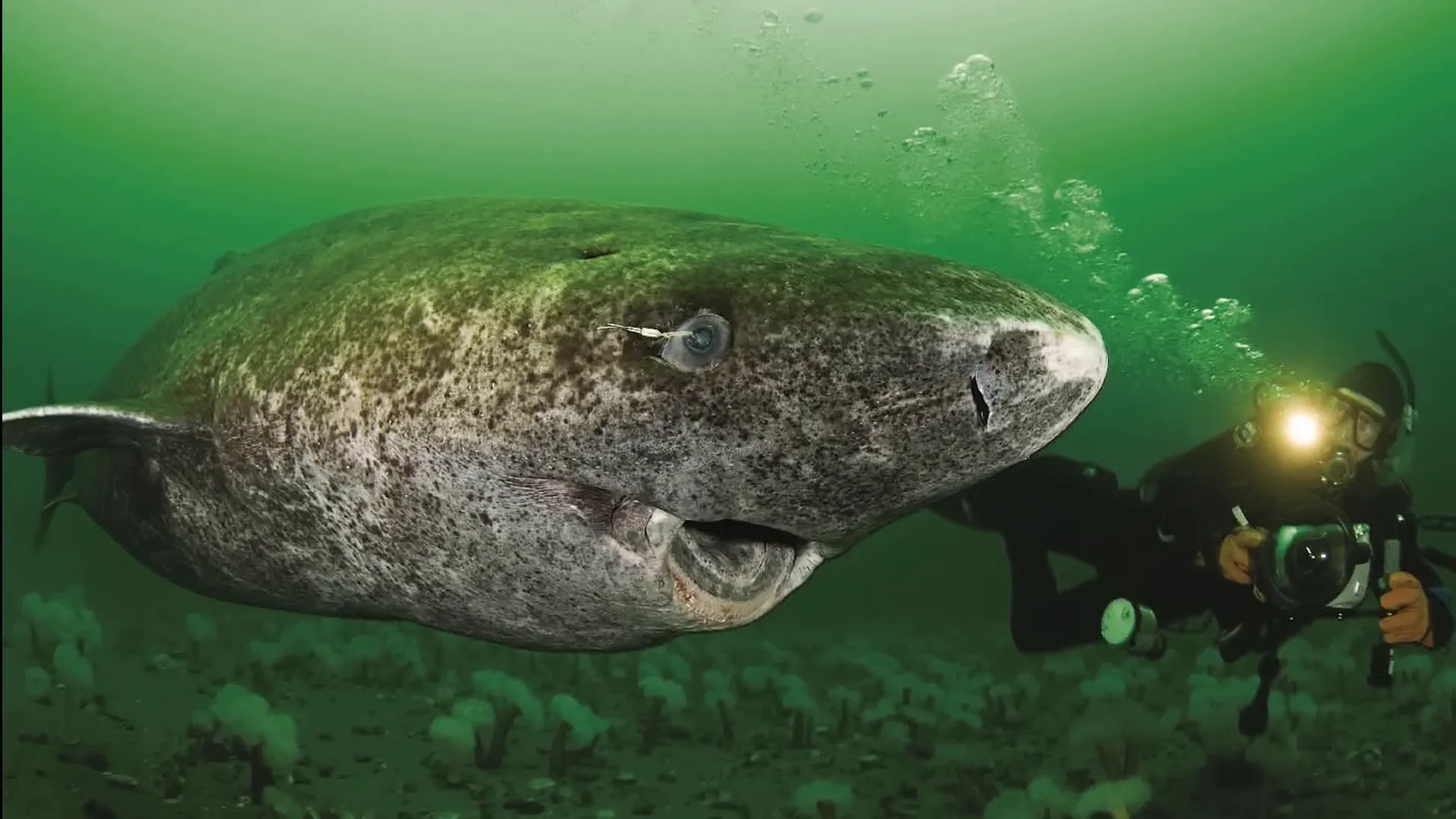 Marine biologist studying a Greenland shark