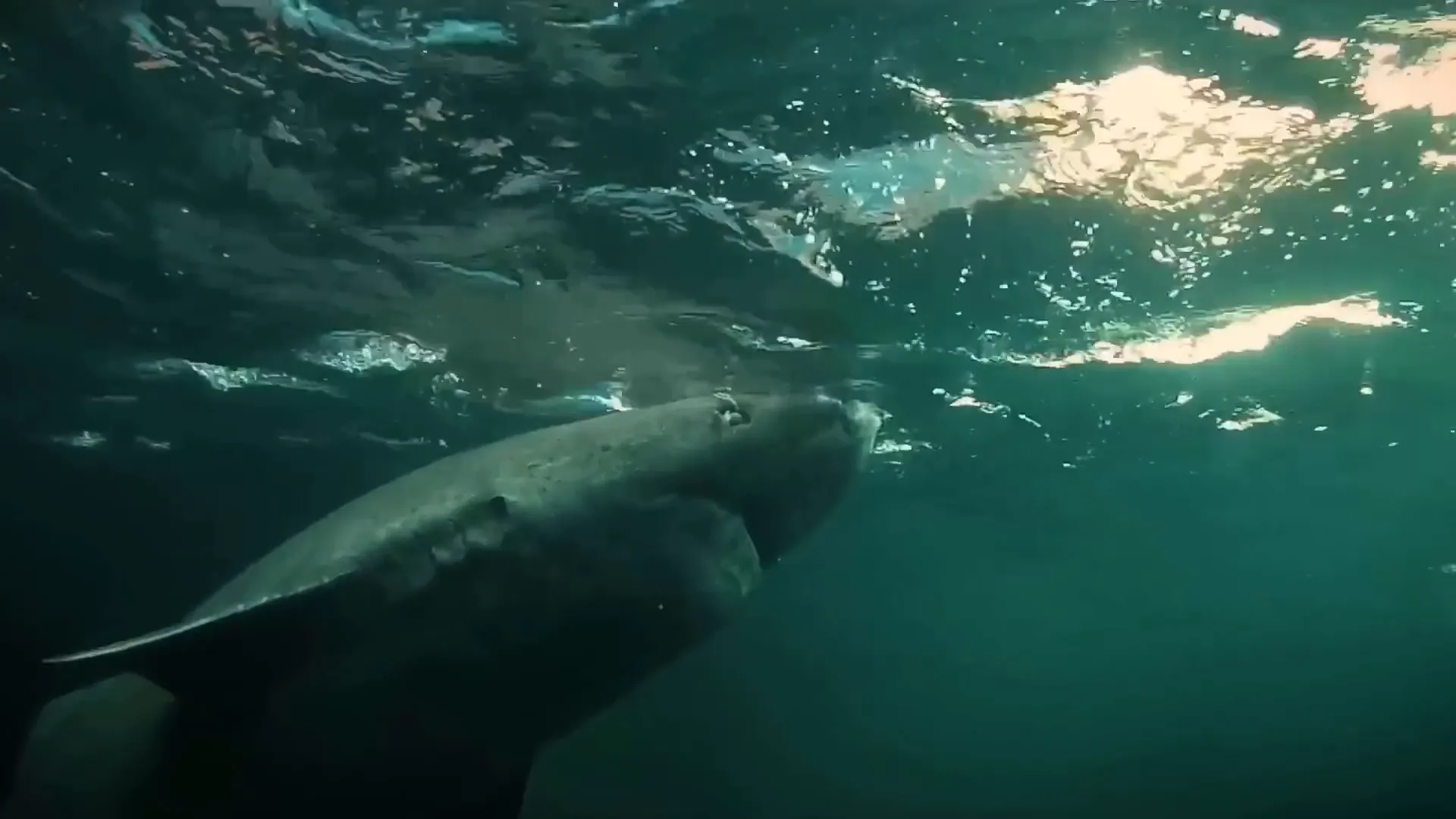 Greenland shark swimming in the ocean