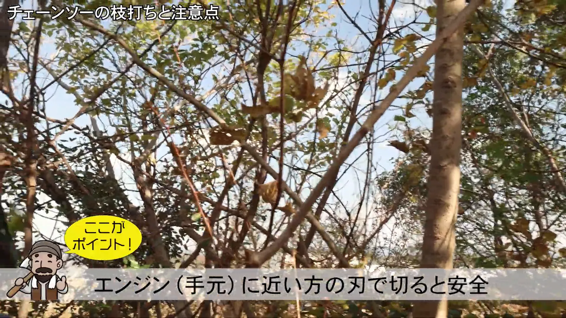 根元での切断の様子