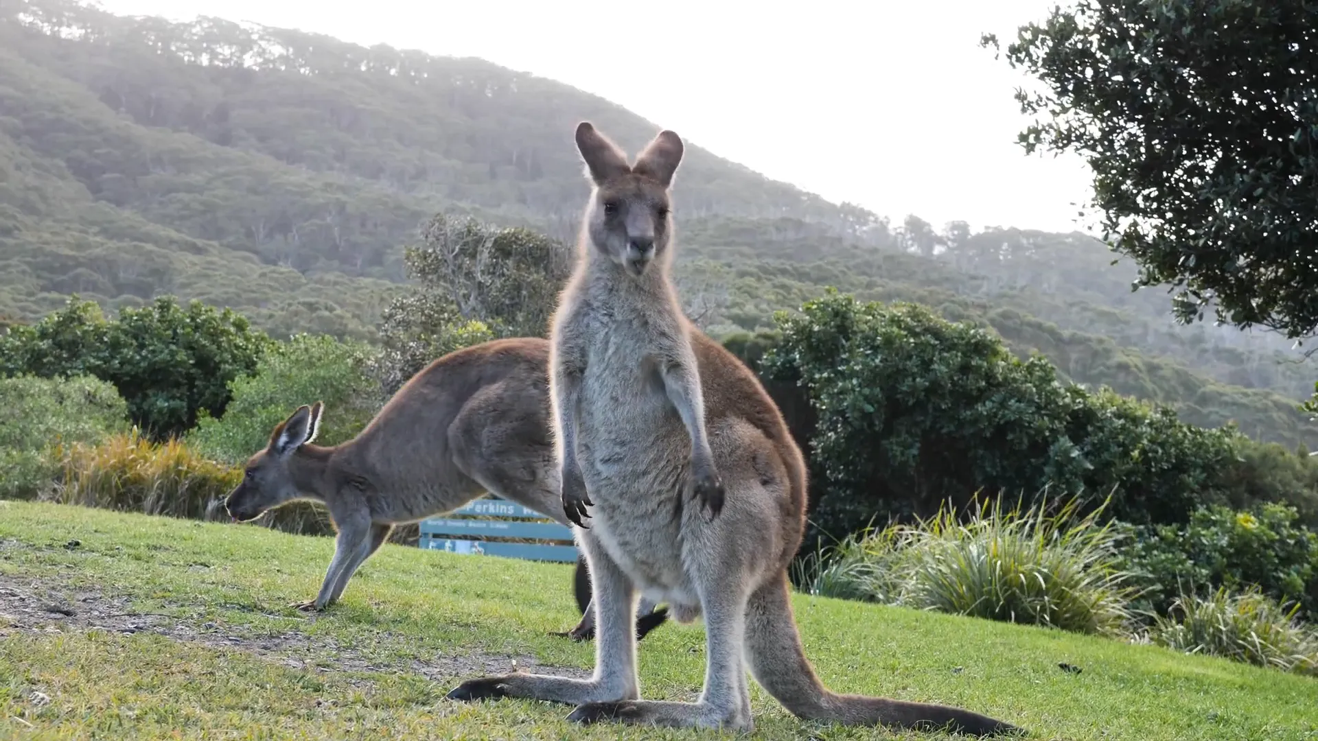 Kangaroos on Kangaroo Island