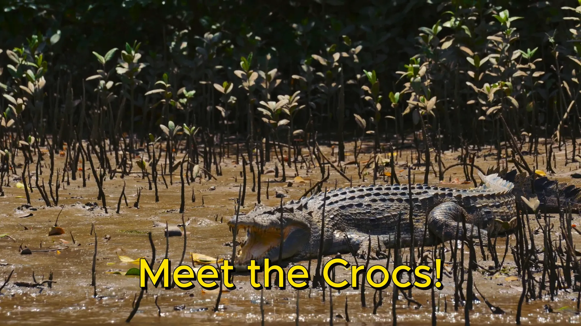 Crocodile spotting in Daintree Rainforest