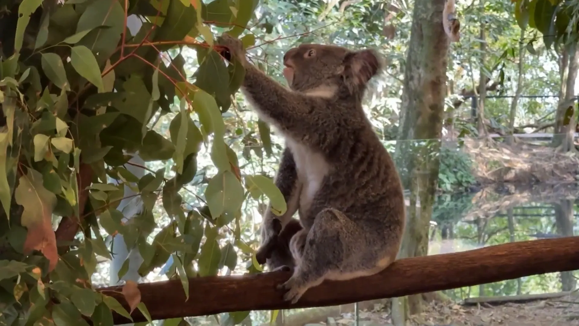 Wildlife at Port Douglas Wildlife Habitat Centre