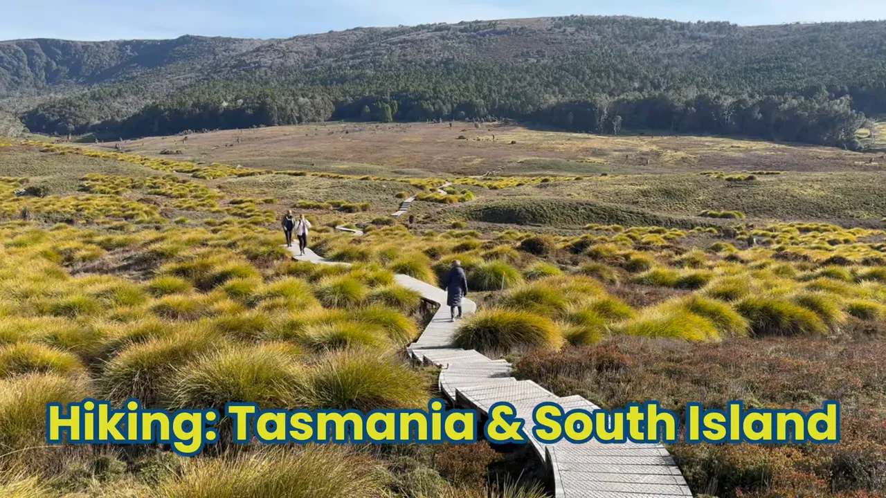 Boardwalk through tussock landscape with hikers and overlay text 'Hiking: Tasmania & South Island'
