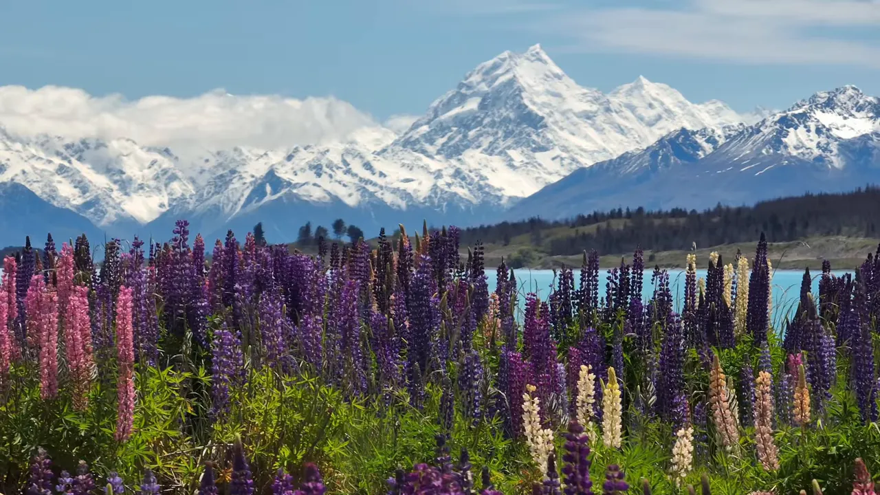 Colorful lupin flowers in the foreground with Aoraki/Mount Cook and Lake Tekapo in the background