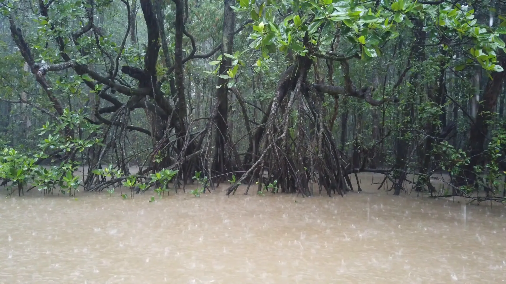 Rainy season in Port Douglas