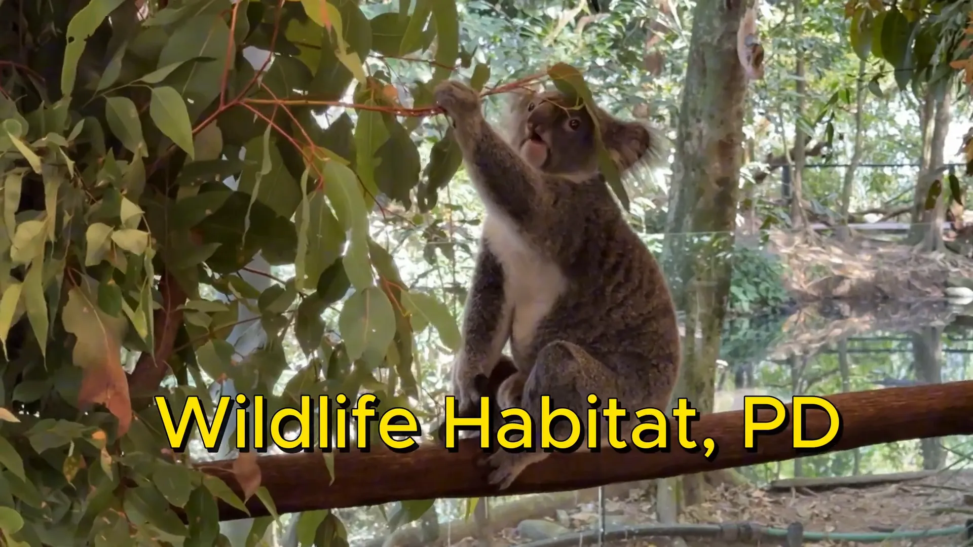 Kangaroos at Wildlife Habitat Port Douglas