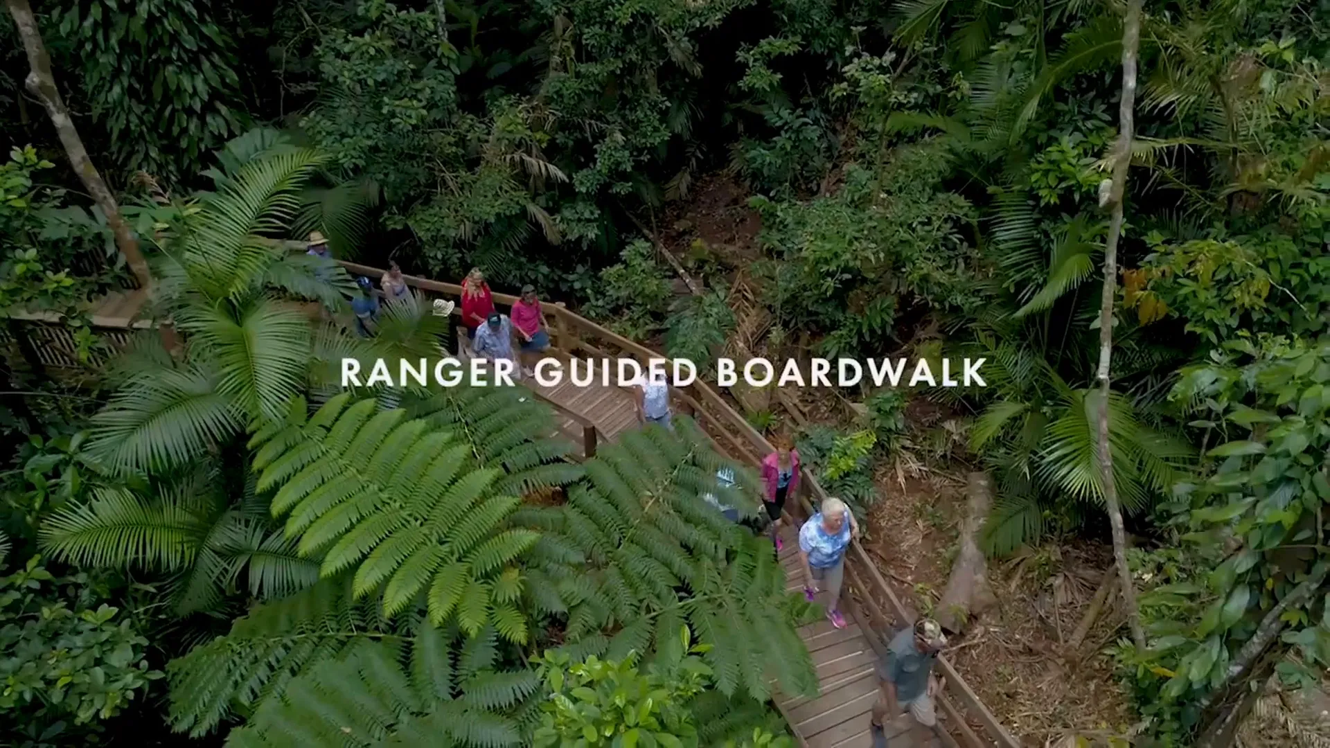 Exploring the Daintree Rainforest with a guided tour