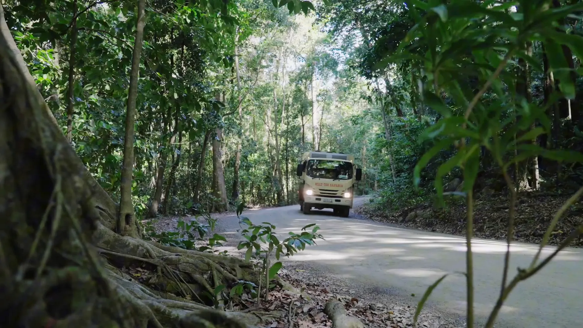 Private guided tour in the Daintree Rainforest